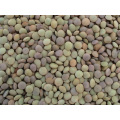 Lentilhas chinesas / Lentilhas verdes (LT-004)